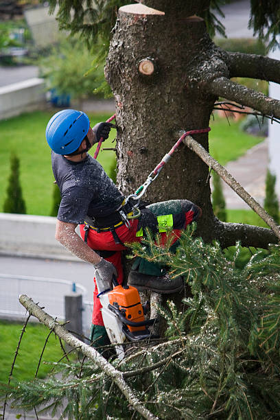 Best Tree Mulching  in Manchester, MO